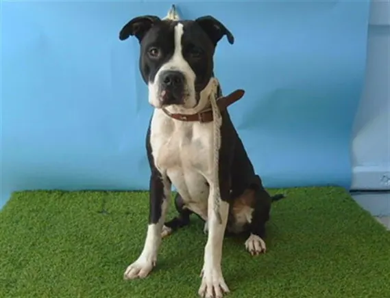 Adoptable Dog