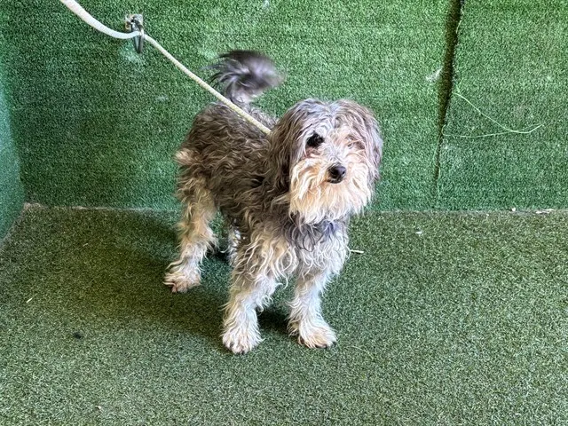 Adoptable Dog