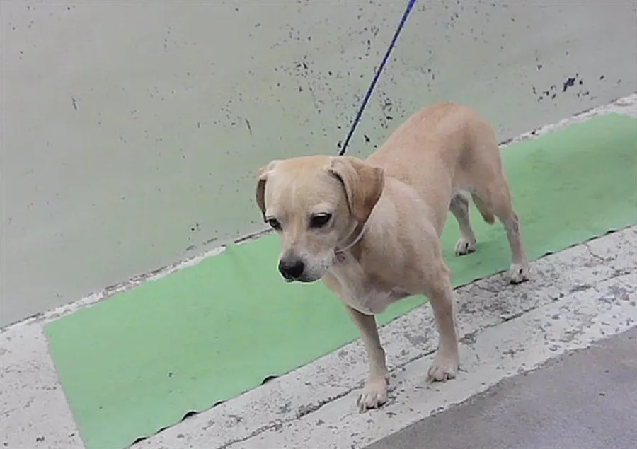 Adoptable Dog