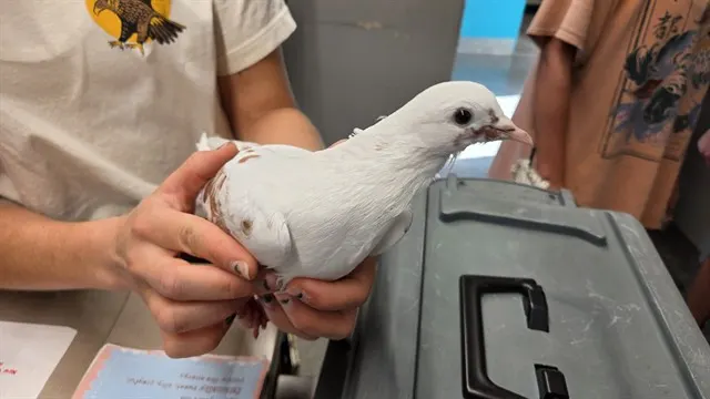 Adoptable Bird