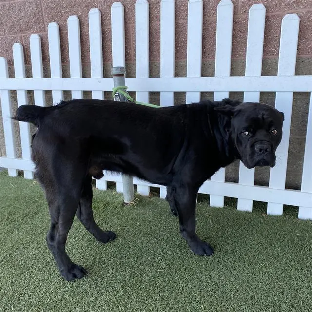 Adoptable Dog