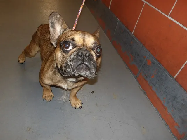 Adoptable Dog
