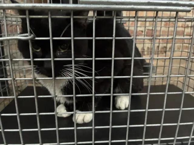 Adoptable Cat