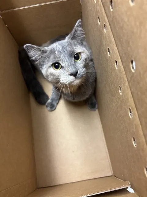 Adoptable Cat