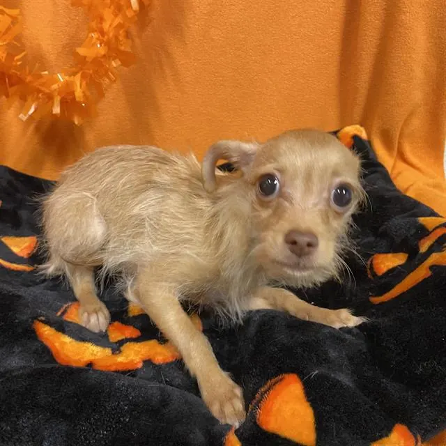 Adoptable Dog