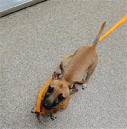 Adoptable Dog