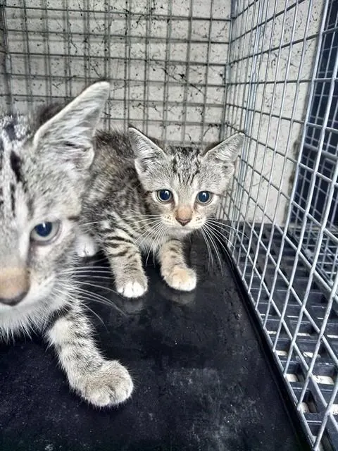Kitten 1