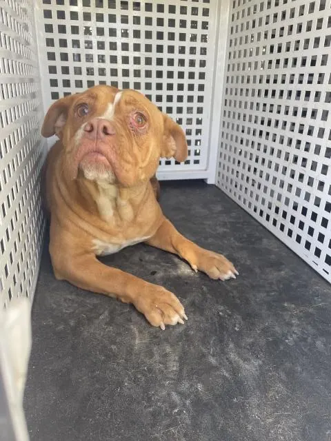 Adoptable Dog