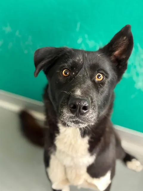 Adoptable Dog