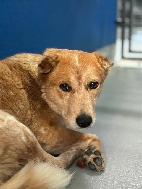 Adoptable Dog