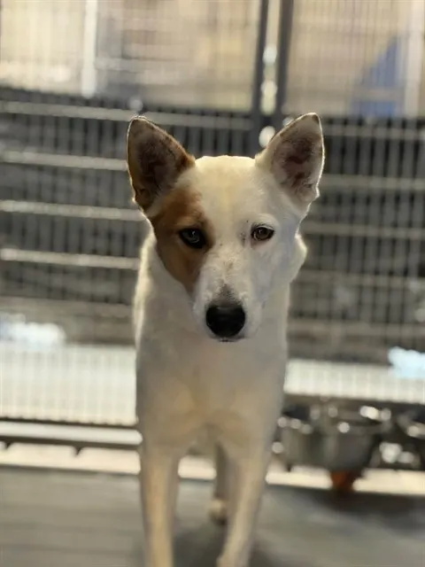 Adoptable Dog