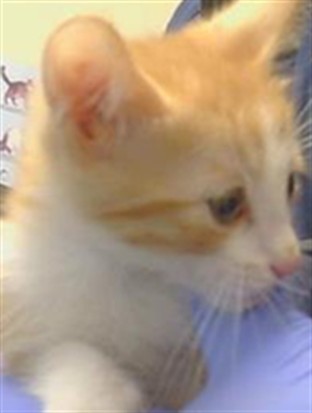 Adoptable Cat