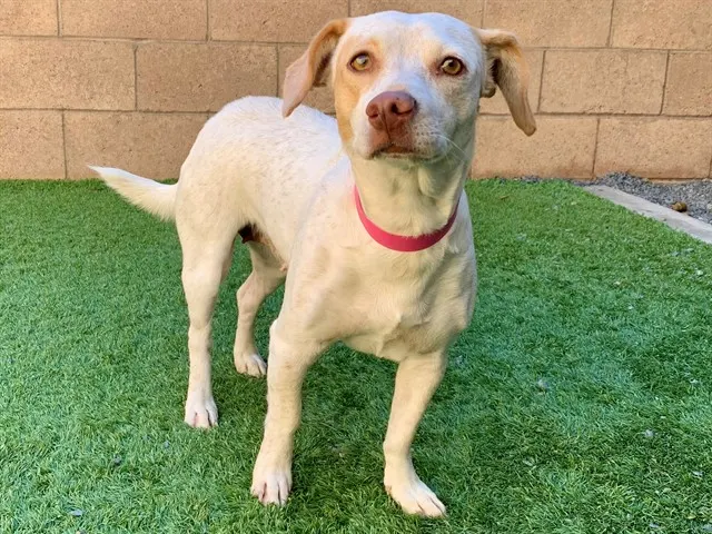 Adoptable Dog
