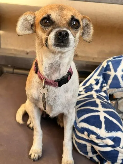 Yzma