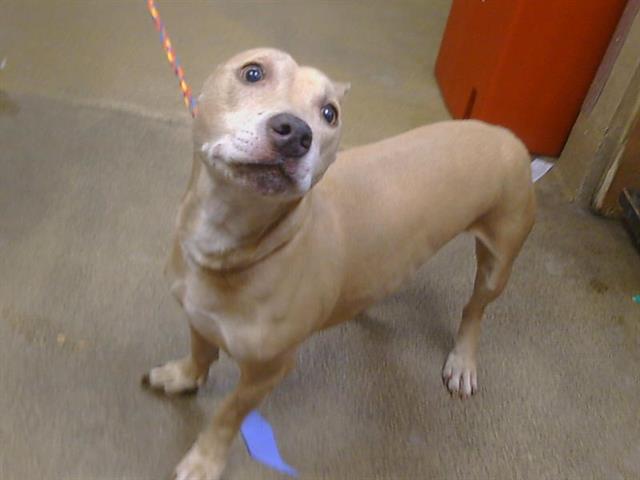 Adoptable Dog