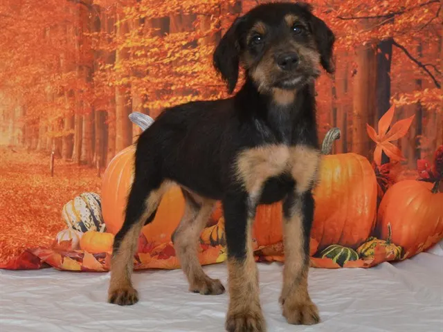 Adoptable Dog