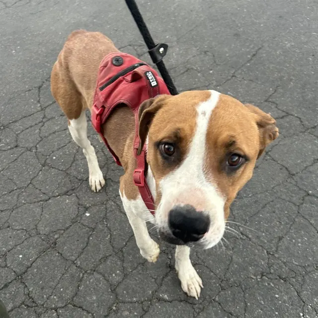Adoptable Dog