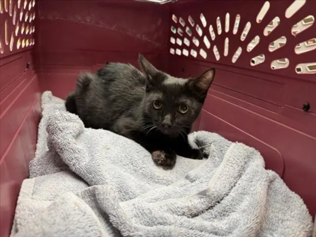 *Sabrina