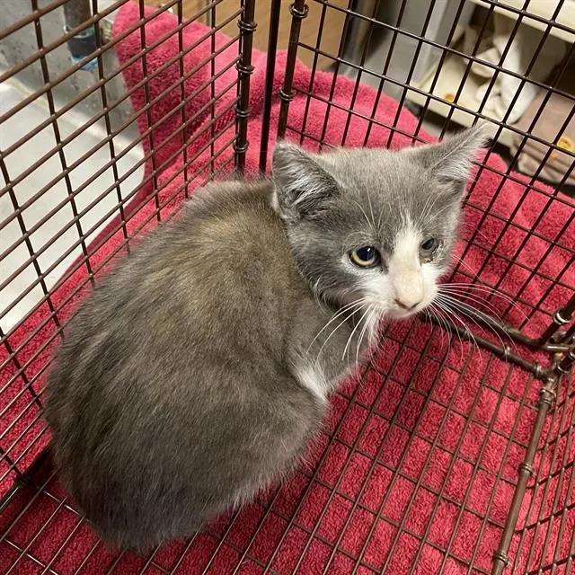 Adoptable Cat