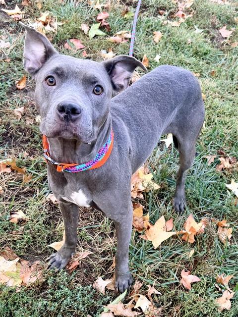Bella