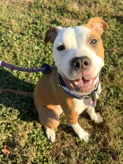 Petunia