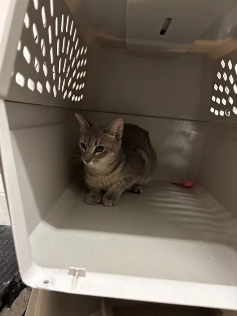 Catwalk