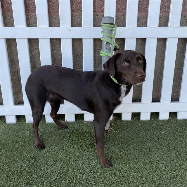 Adoptable Dog