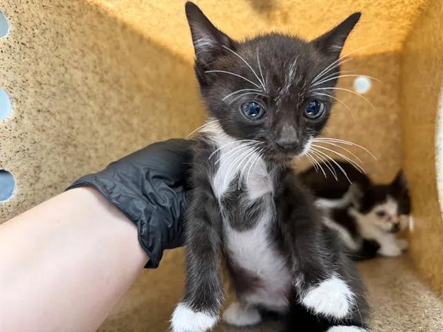 Bean