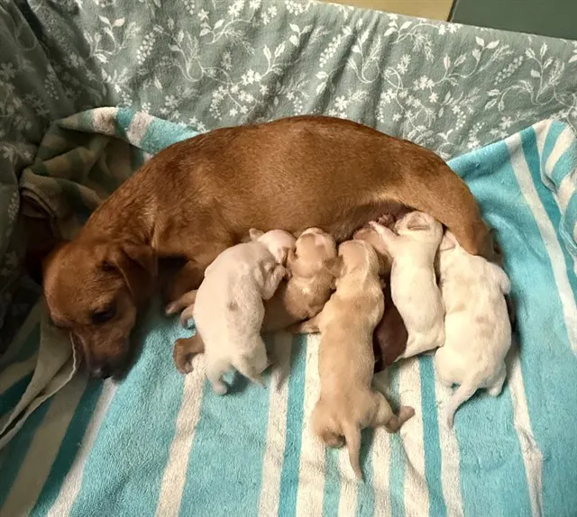 Mama Luz