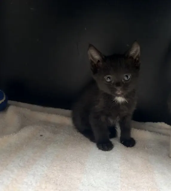 Yzma - Adoption Pending