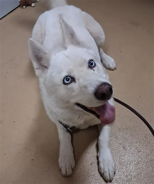 Elsa