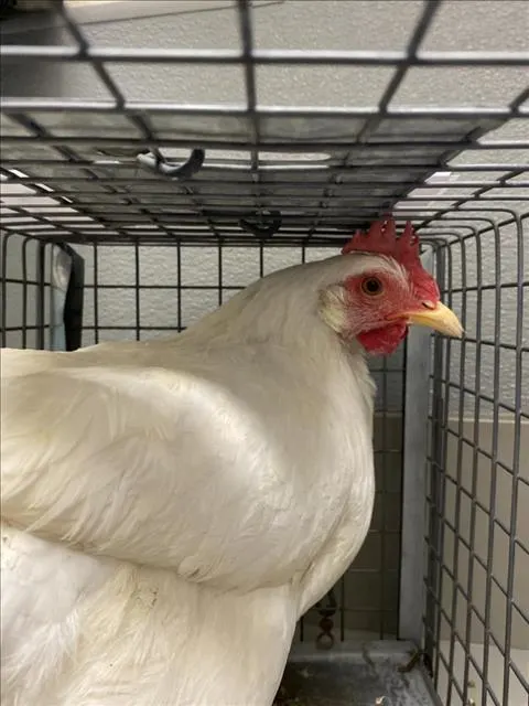 *Sophia