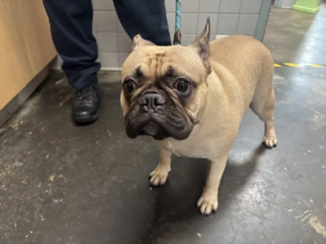 Adoptable Dog
