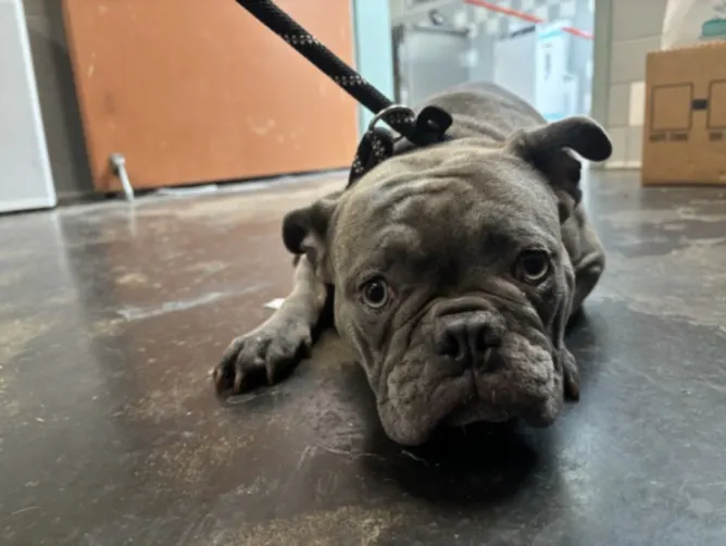 Adoptable Dog