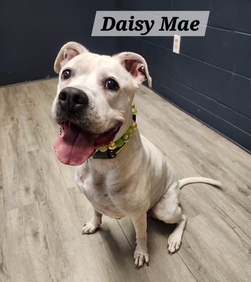 Daisy Mae