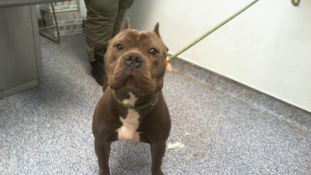 Hank
