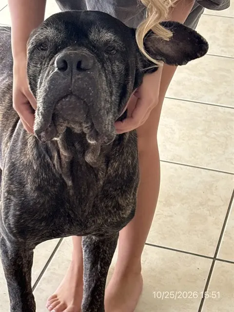 Kaya