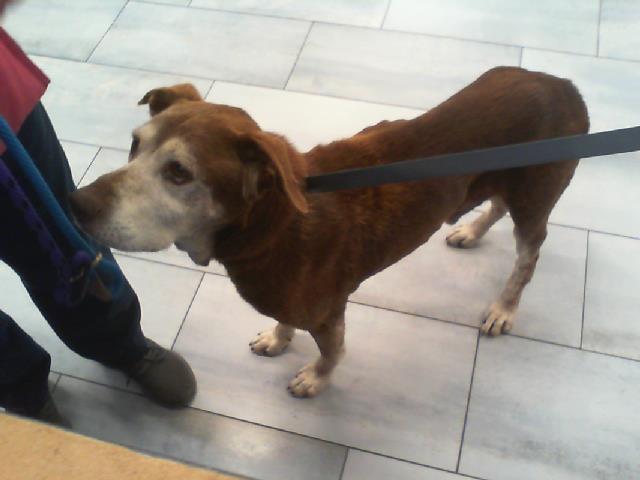 Adoptable Dog