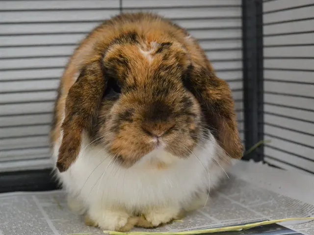 Bun Bun