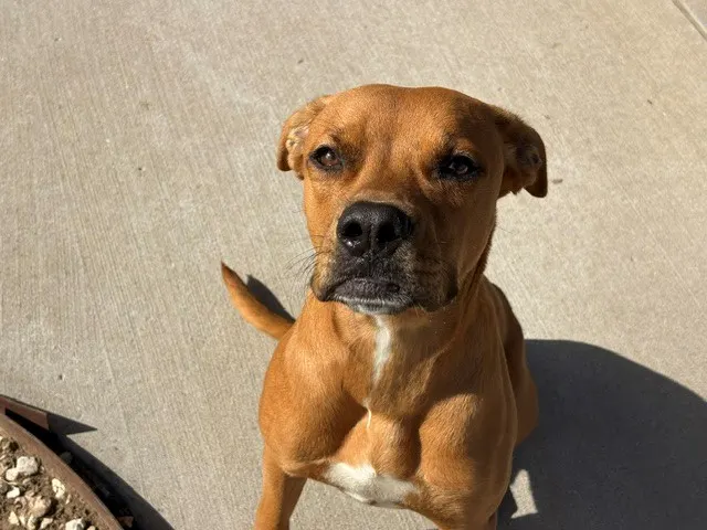 Lil Man