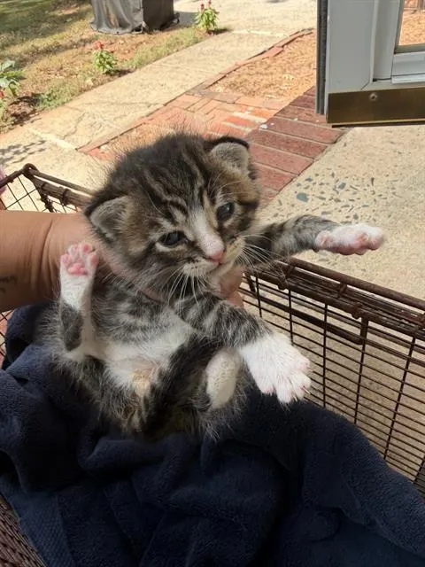 Daniel Tiger