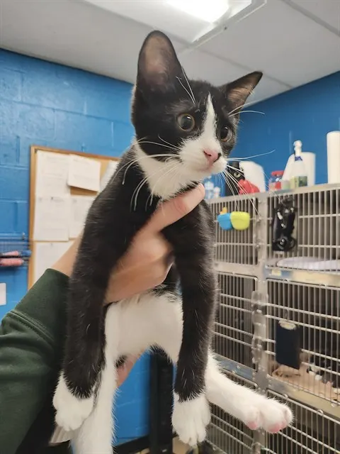 Adoptable Cat