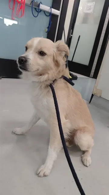 Adoptable Dog