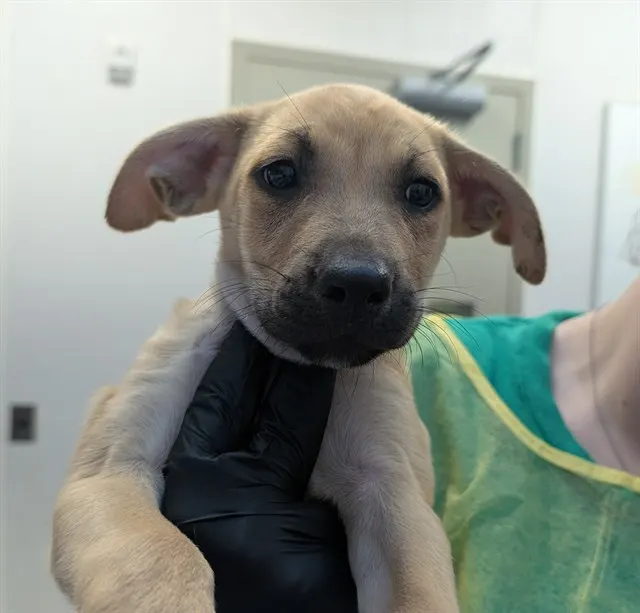 Adoptable Dog