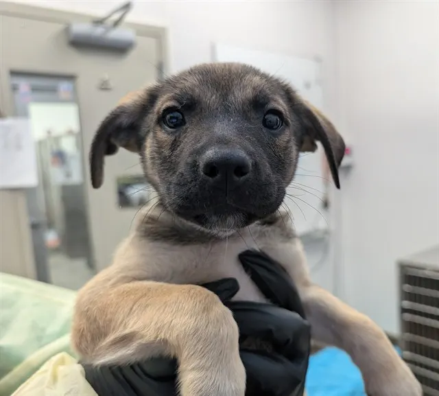 Adoptable Dog