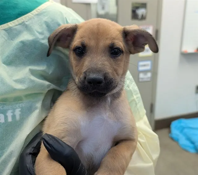 Adoptable Dog