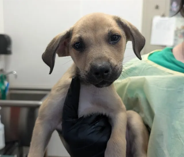 Adoptable Dog