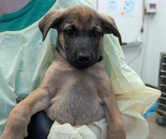 Adoptable Dog