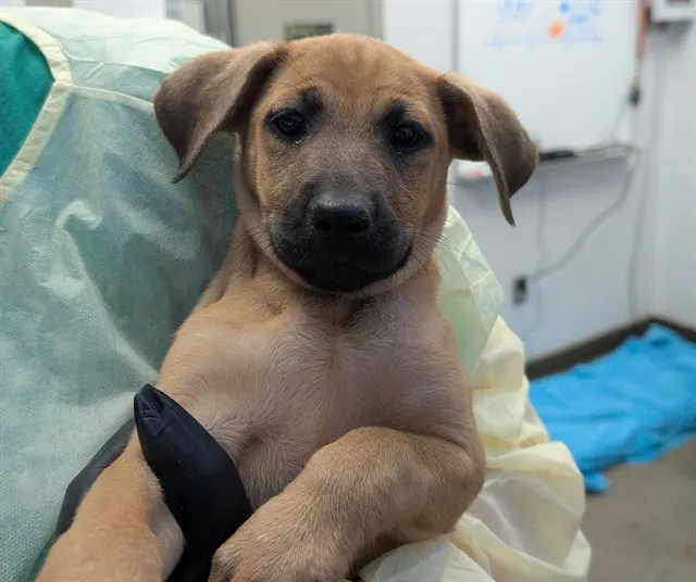 Adoptable Dog