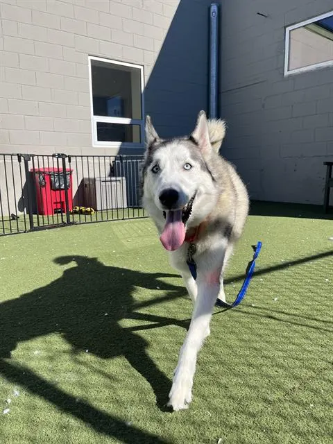 Kiba